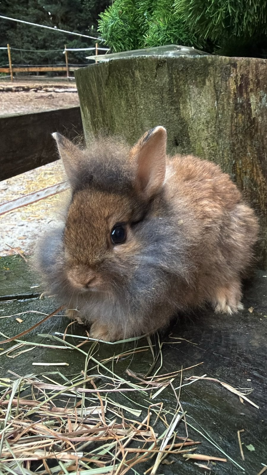 lapins nains de couleur à vendre !