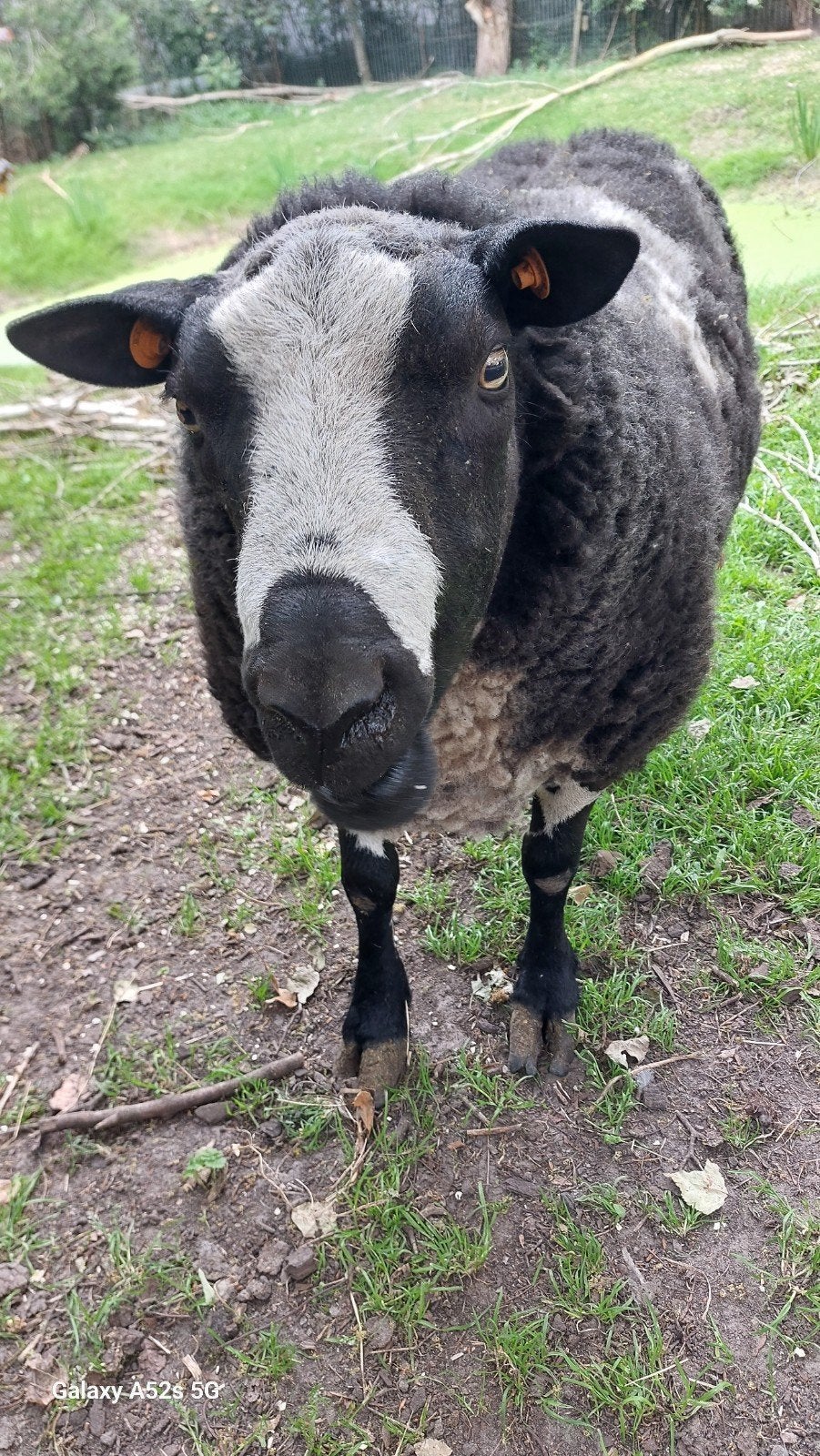 fourtrure de drague 90 kg, agneaux d, Animaux & Accessoires, Mâle, Mouton, 0 à 2 ans