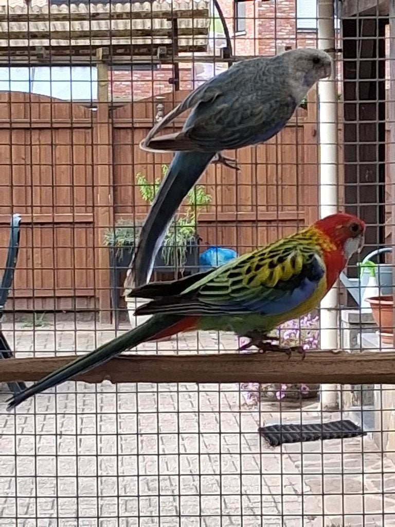 kweekkop rosella, Dieren en Toebehoren, Vogels | Parkieten en Papegaaien
