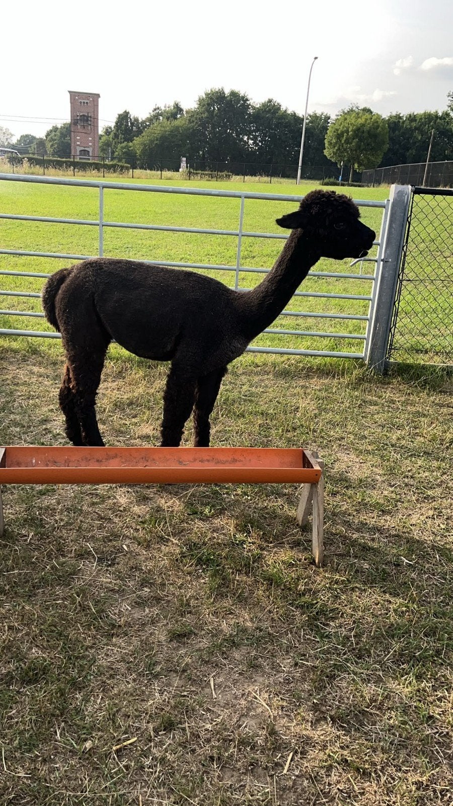 Zwarte alpaca merrie, Dieren en Toebehoren, Juni, Vrouwelijk