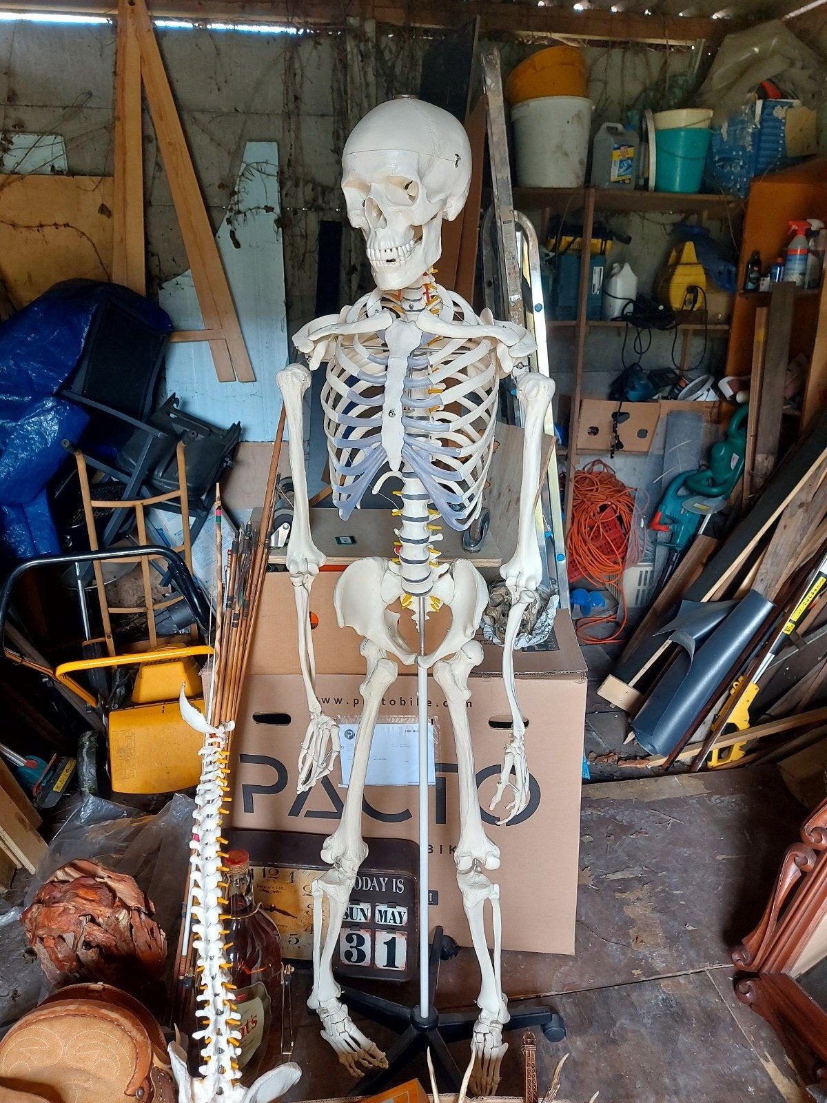 Anatomisch skelet, Ophalen