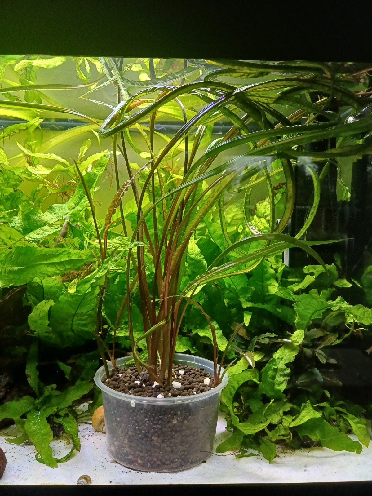 grote cryptocoryne crispatula planten, Dieren en Toebehoren, Ophalen, Zo goed als nieuw, Plant(en), Steen of Hout, Overige merken