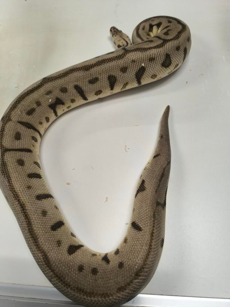 0.1 Leopard spider 100% dh clown / desert ghost 2022., Dieren en Toebehoren, Reptielen en Amfibieën