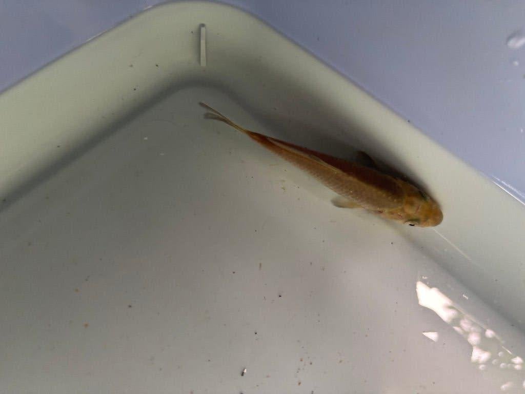 Koi 11cm, Dieren en Toebehoren, Vissen | Vijvervissen, Karper of Koi