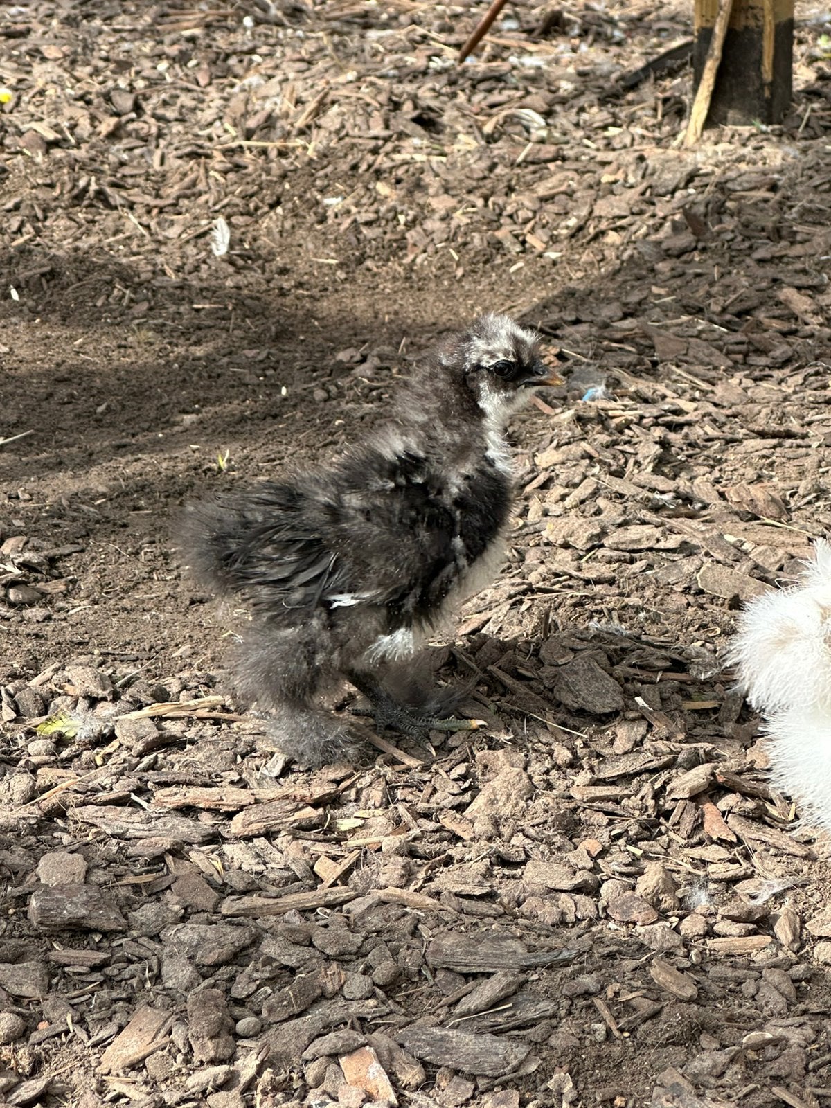 Zijdehoen kuiken, Dieren en Toebehoren, Vrouwelijk, Kip