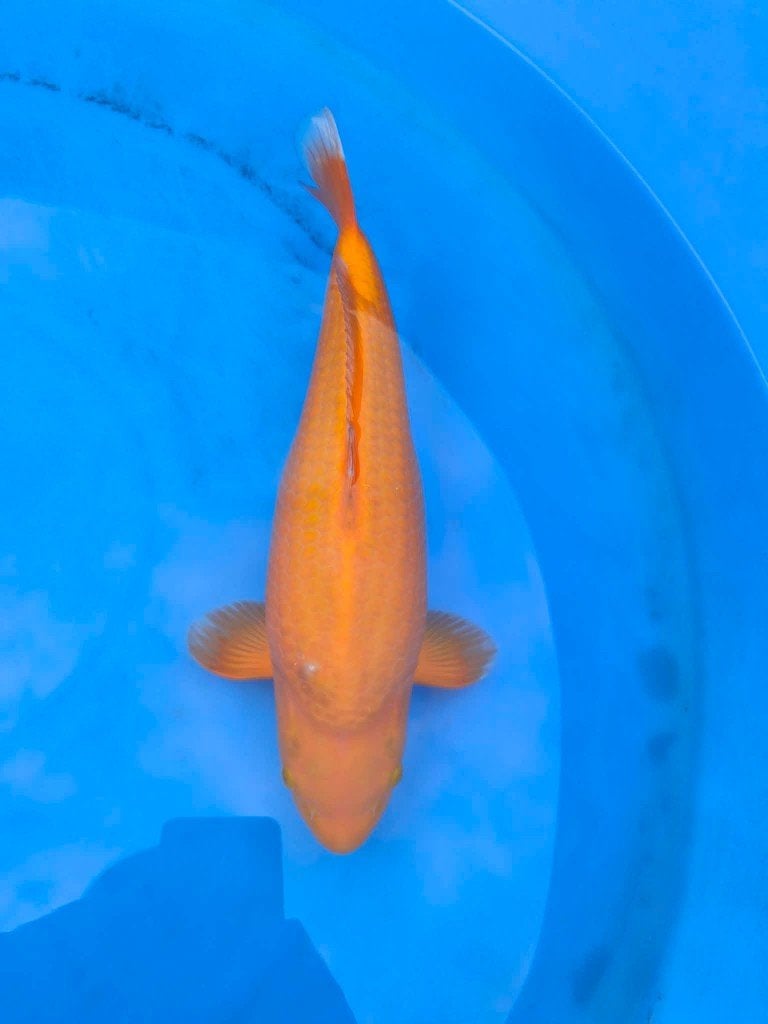 Jonge koi te koop, Carpe ou Koï