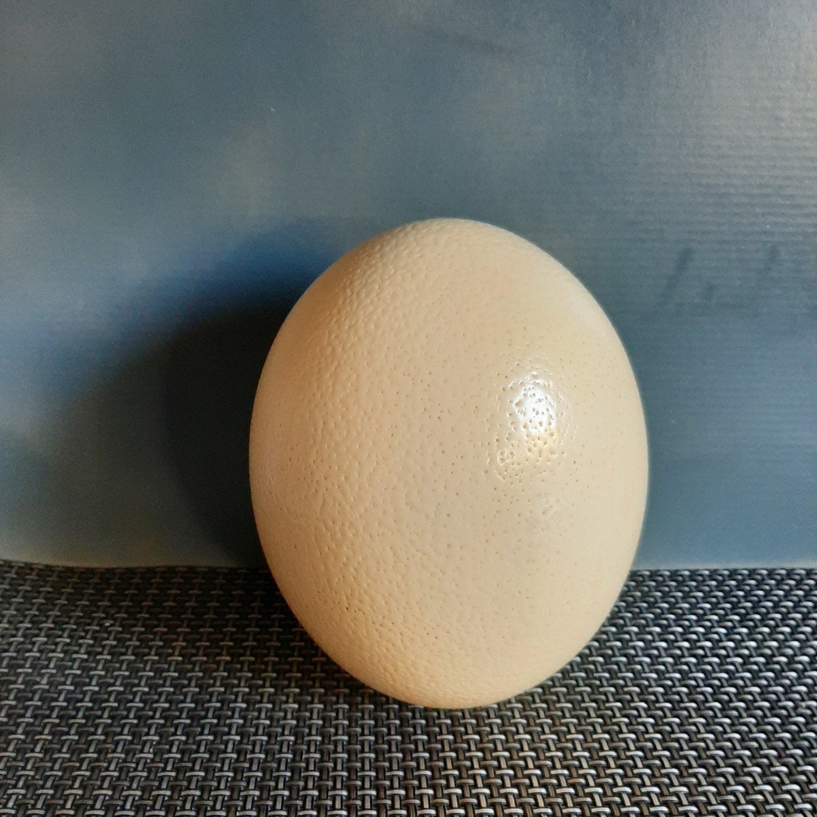 Oeuf d autruche, Enlèvement