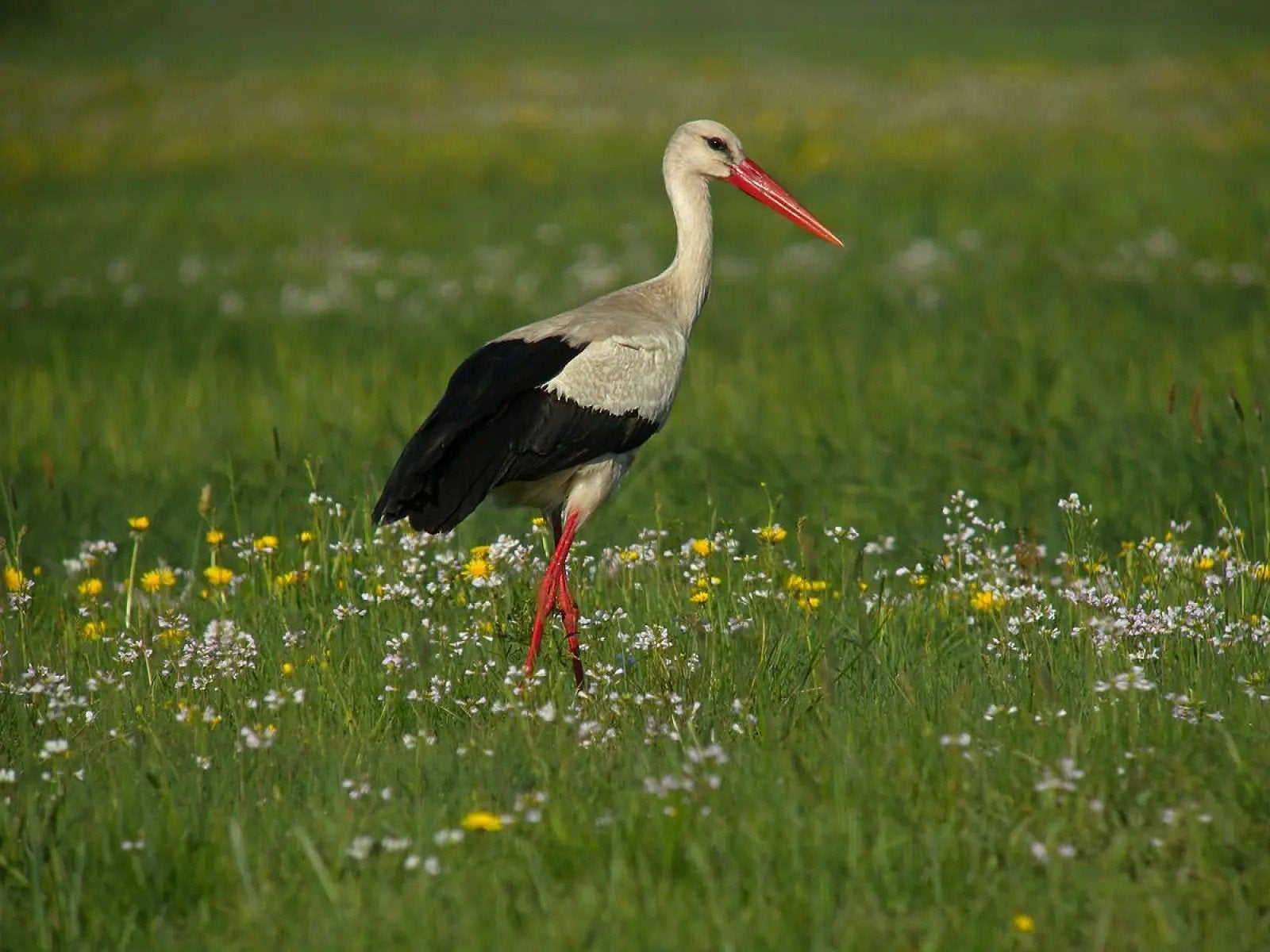 Europese ooievaars, Dieren en Toebehoren