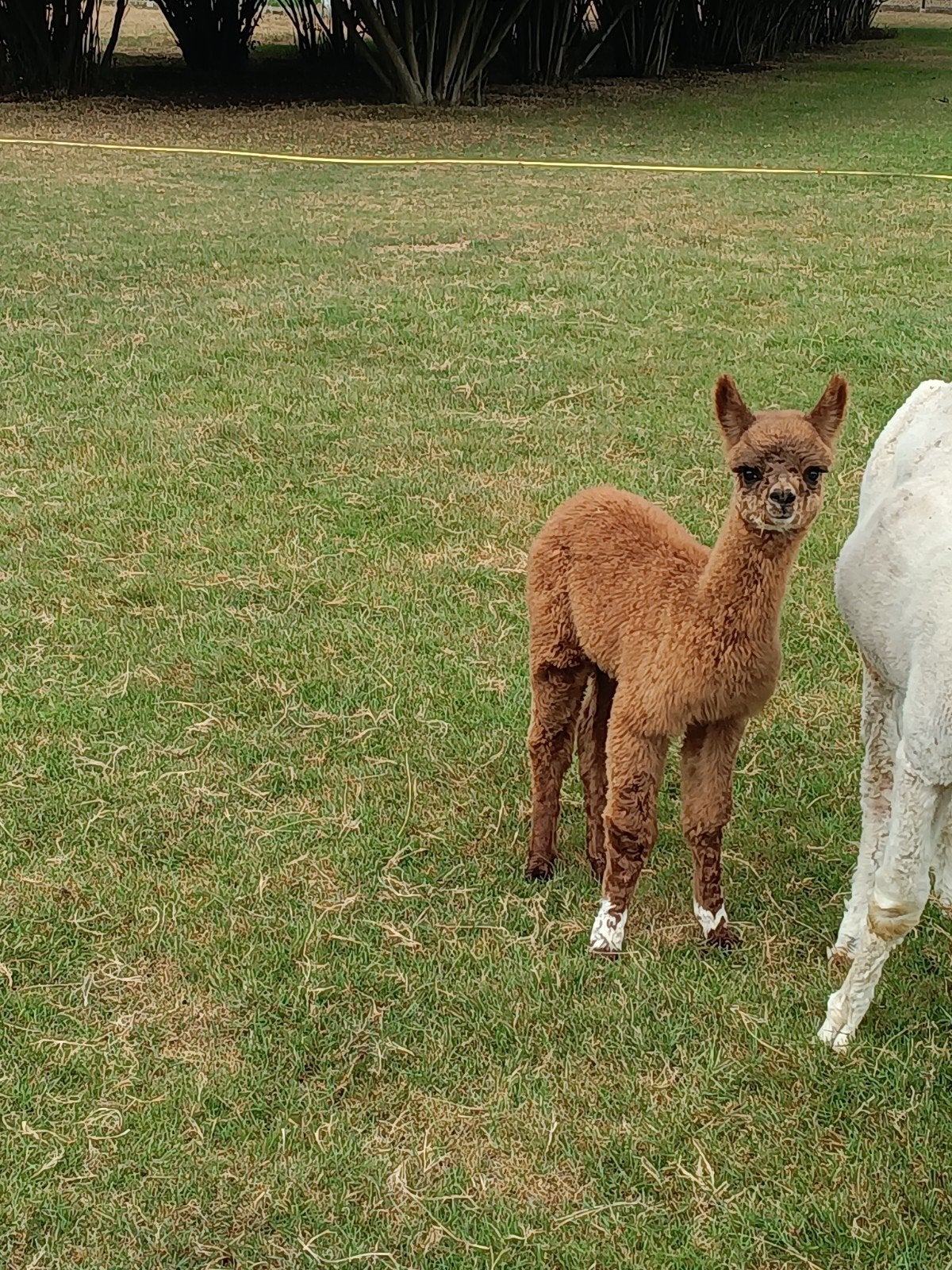 alpaca merrie's van 2026, Mars, Femelle