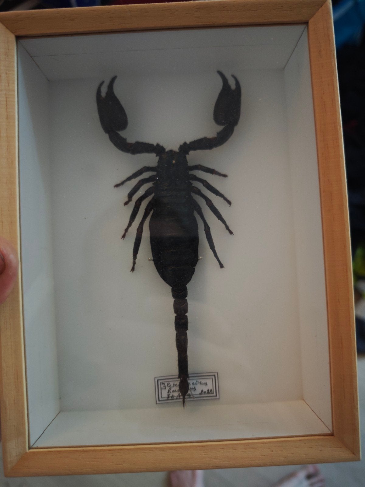 Schorpioen taxidermie, Ophalen