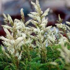 Aruncus Aethusifolius aan opruimprijs, Jardin & Terrasse, Plantes | Jardin, Enlèvement, Mi-ombre
