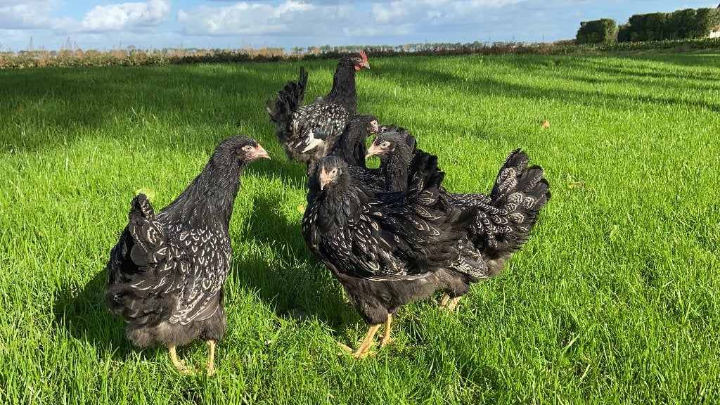 Jonge Barnevelder kippen zilver gezoomd gesekst en ingeënt, Dieren en Toebehoren, Pluimvee, Vrouwelijk, Kip