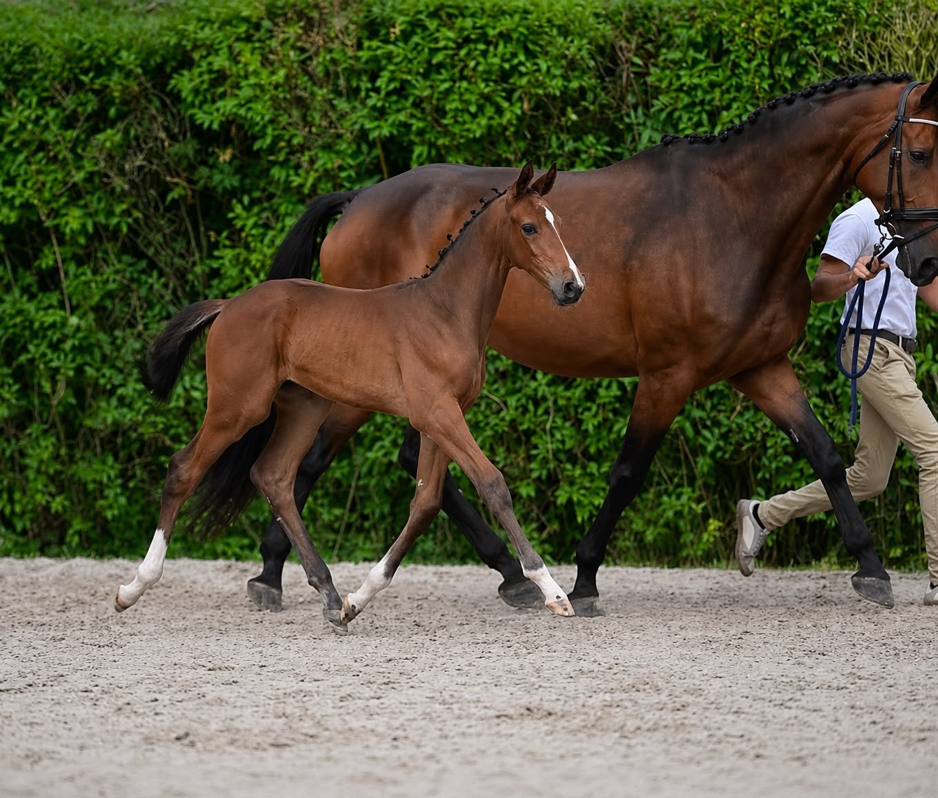 Prachtig veulen, Dieren en Toebehoren, Paarden, Springpaard, Met stamboom, 0 tot 2 jaar, Hengst