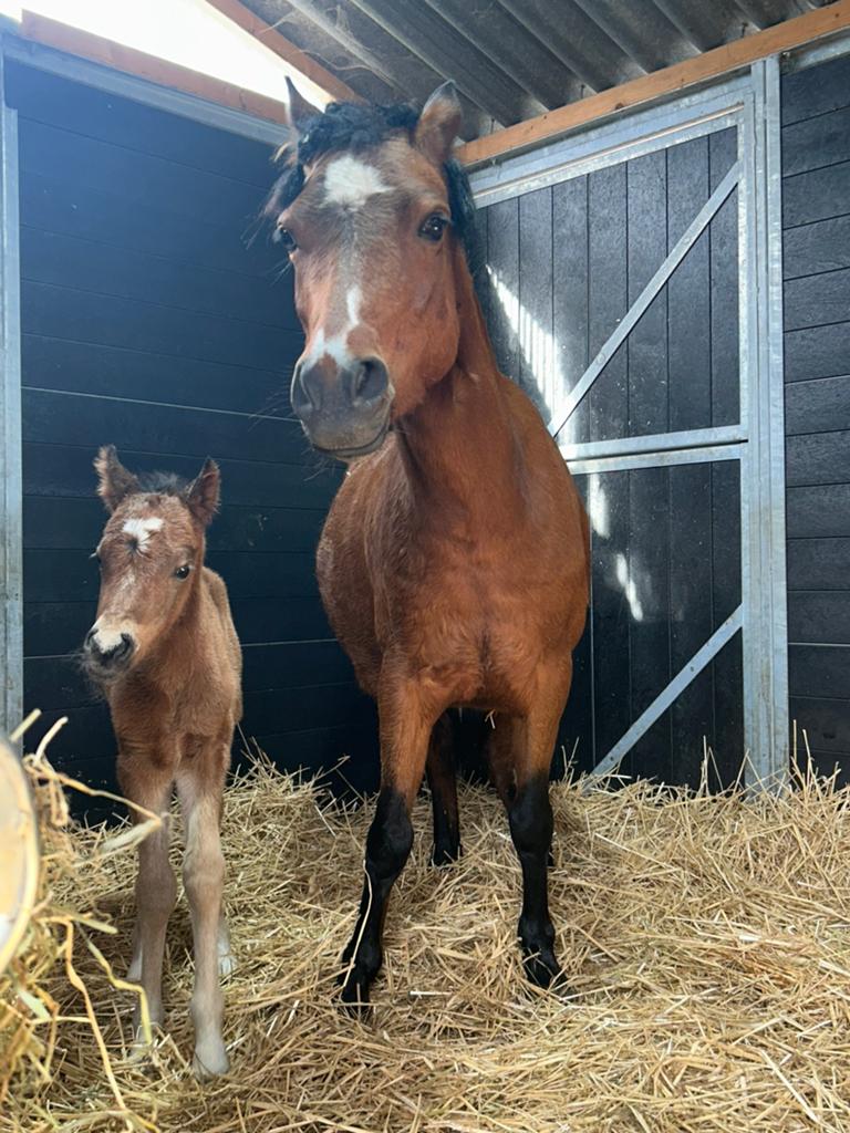 Prachtig merrie pony veulen, Dieren en Toebehoren, Paarden, Merrie, Minder dan 160 cm, Niet van toepassing, 0 tot 2 jaar