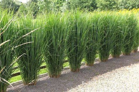 Panicum virgatum ' Northwind', Jardin & Terrasse, Plein soleil, Été, Enlèvement, Graminées ornementales
