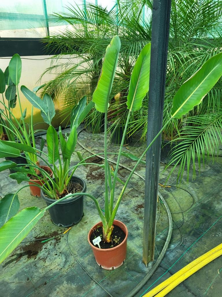 Strelitzia reginae, Enlèvement