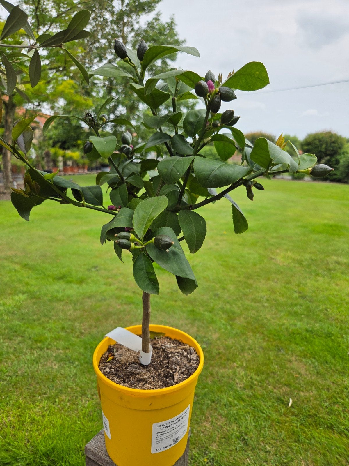 Citrus citroen 'Meyer', Ophalen