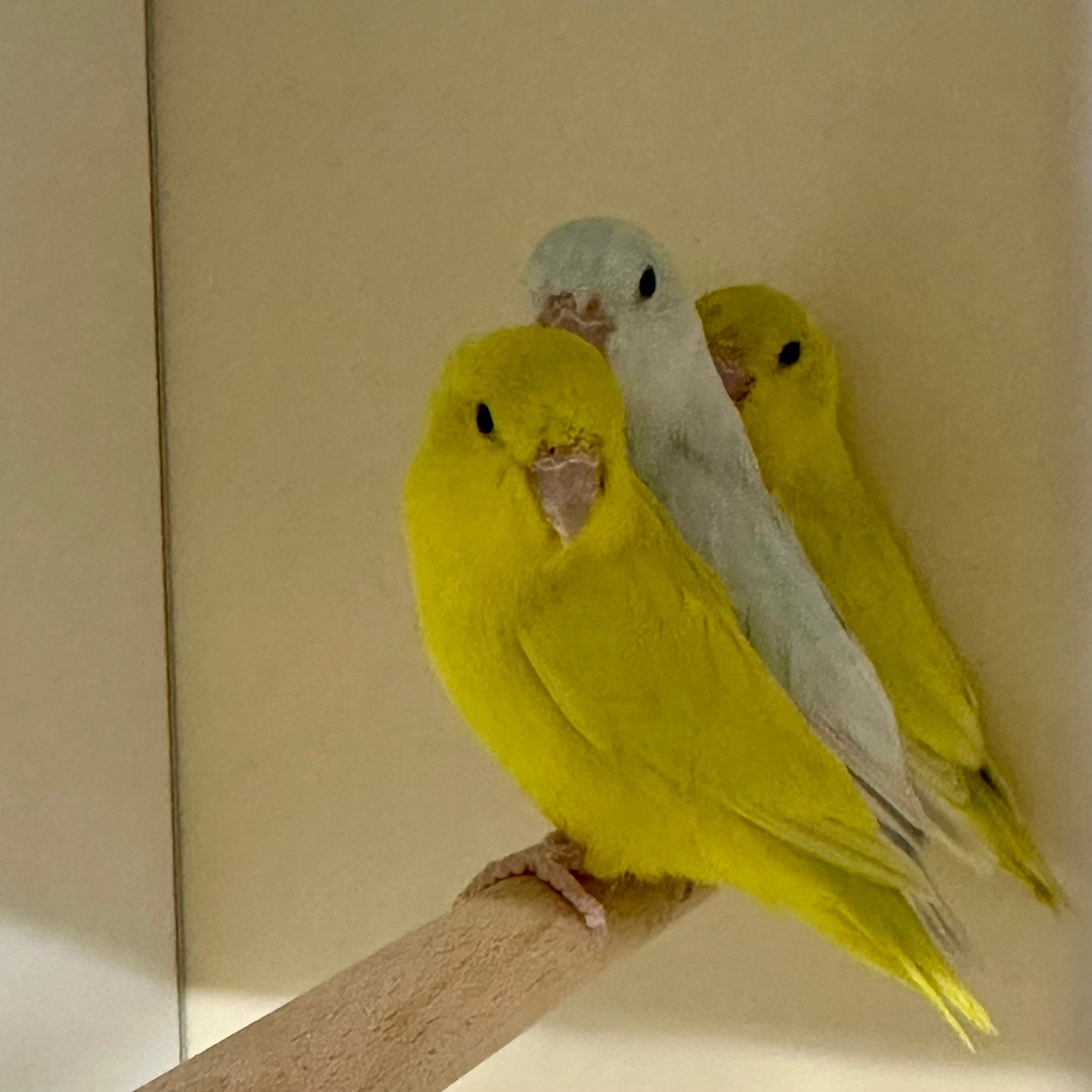 Forpus coelestis yellam, Animaux & Accessoires, Oiseaux | Perruches & Perroquets, Plusieurs animaux, Perroquet nain ou Inséparable