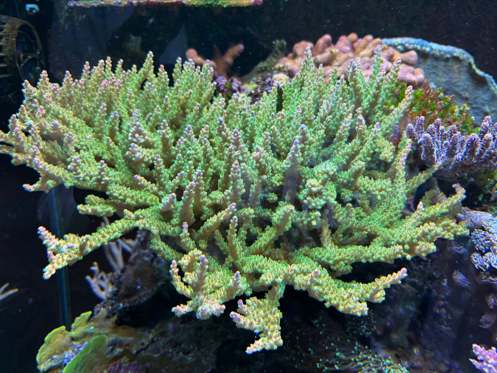 Acropora Sour patch XXL, Dieren en Toebehoren, Overige typen, Zoutwatervis