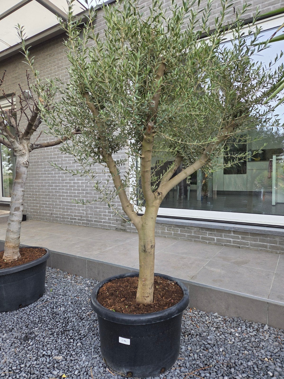 Olijfboom Olea Europaea mooi vertakt, Tuin en Terras, Ophalen, Olijfboom