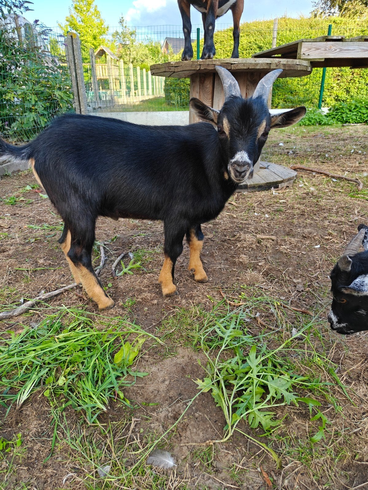 bokje te koop, Mâle, Chèvre, 0 à 2 ans