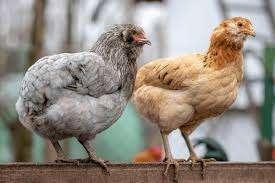 blauw leggers araucana 4+1 GRATIS 100% hennen 0499/082381, Vrouwelijk, Kip