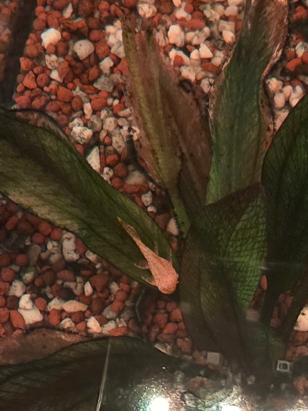 Ancistrus/plecos, Dieren en Toebehoren, Vogels | Overige Vogels