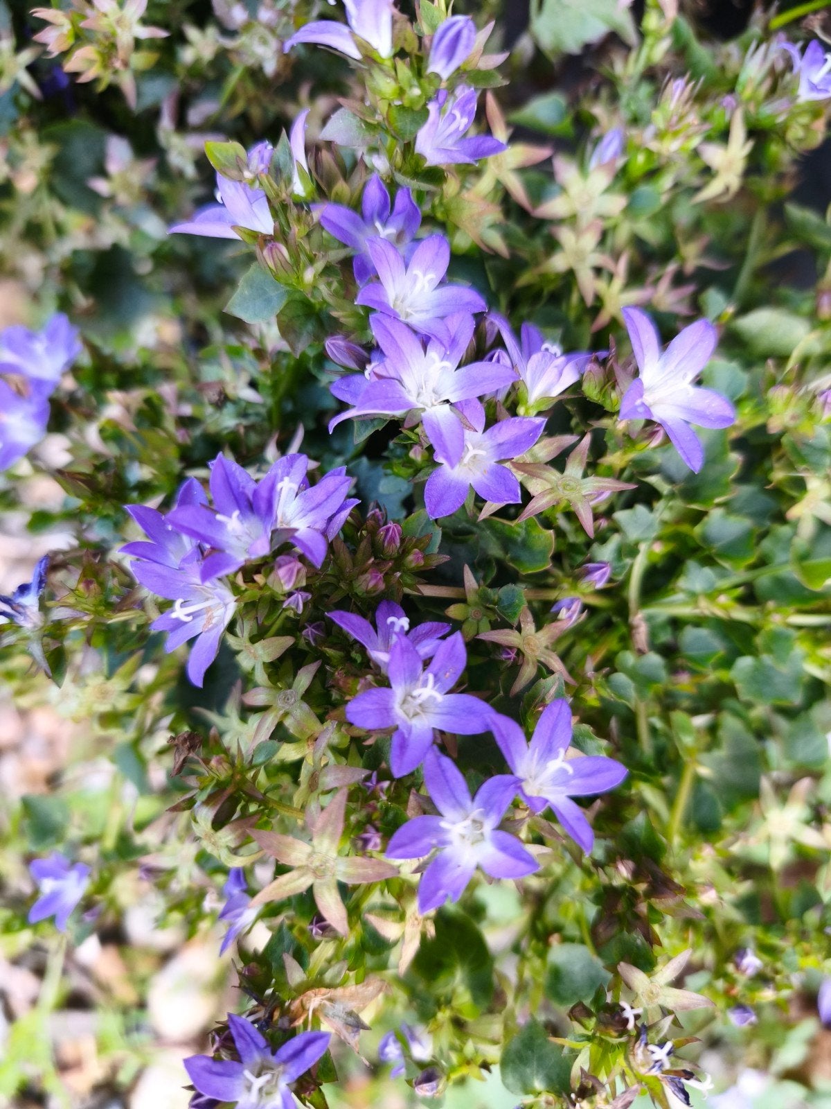 Wintervast: Campanula Posh, Tuin en Terras, Ophalen