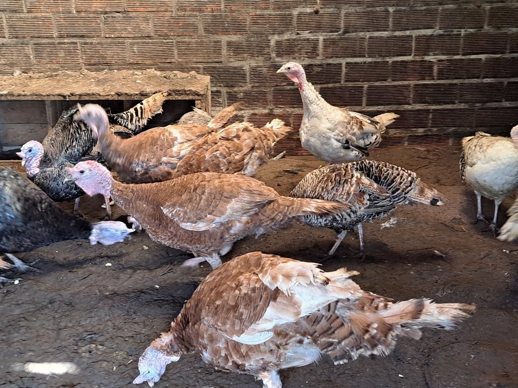 Broedeieren kalkoen, Dieren en Toebehoren, Pluimvee, Geslacht onbekend, Kalkoen