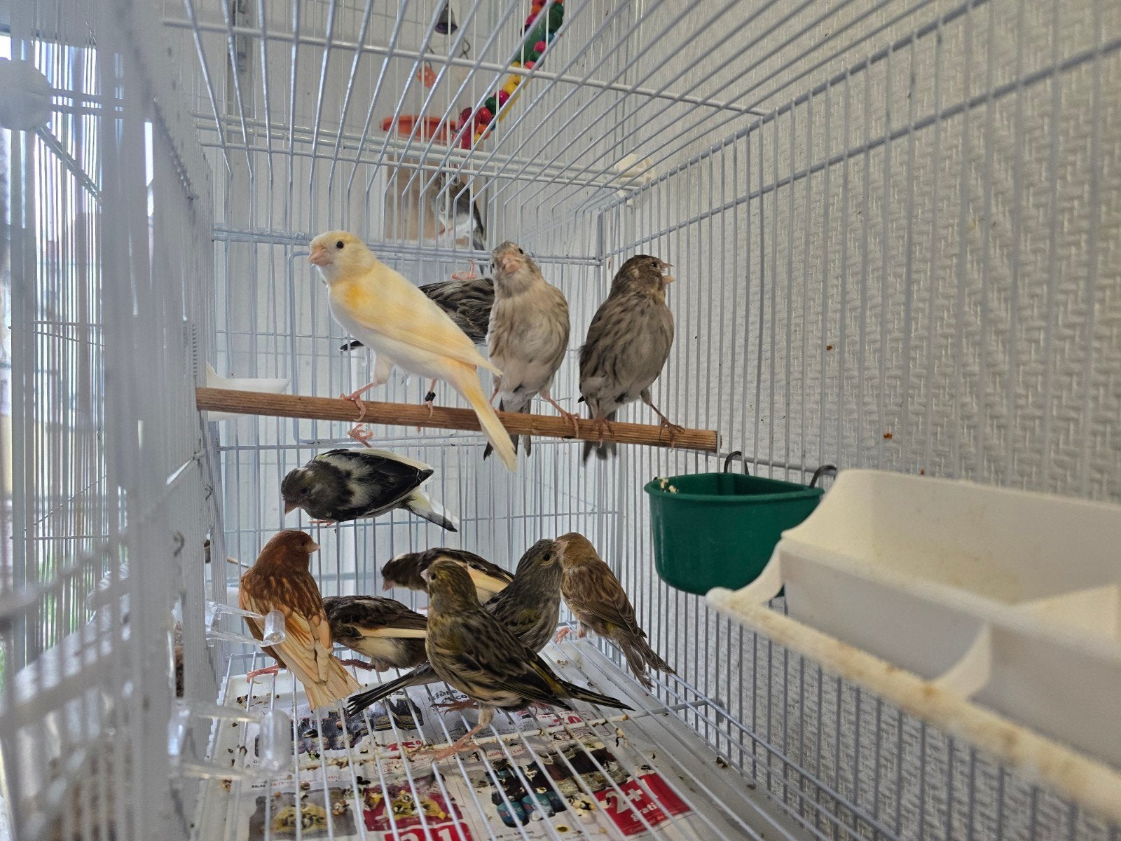 Canaries 2025, 2026, hommes et femmes. 25€, Animaux & Accessoires, Oiseaux | Canaris