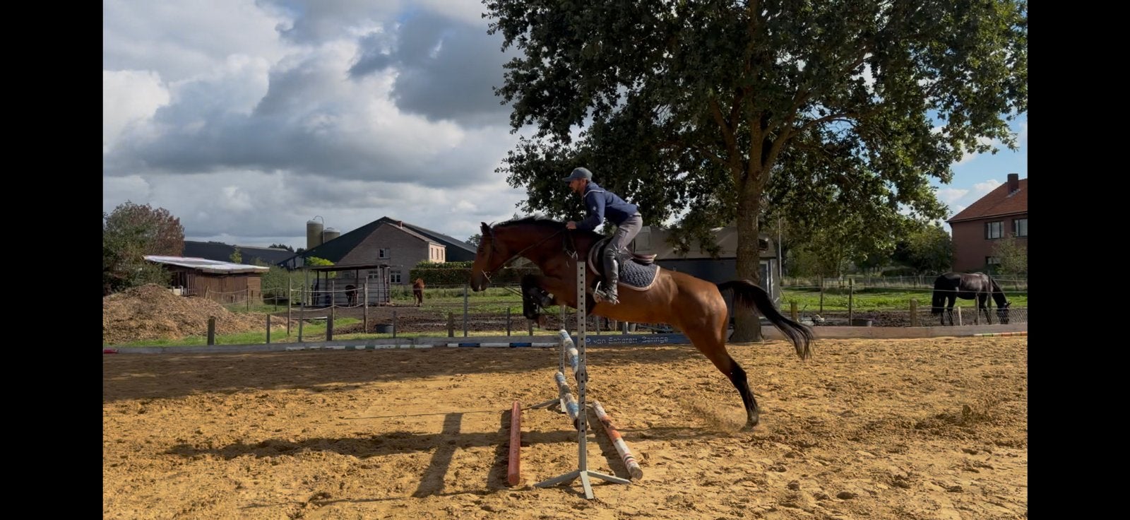 Springmerrie te koop, Avec pedigree, Ne s'applique pas, Cheval de saut, Jument