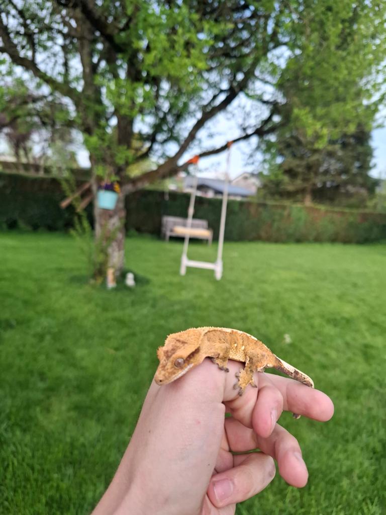 Wimpergekko nakweek 0.1, Animaux & Accessoires