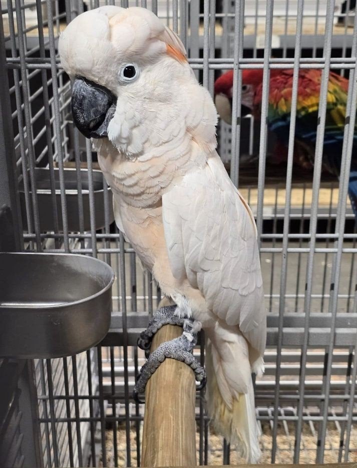 Super tamme Molukken Kakatoe man 2007, super grote vogel

Vo, Dieren en Toebehoren, Mannelijk, Papegaai, Tam