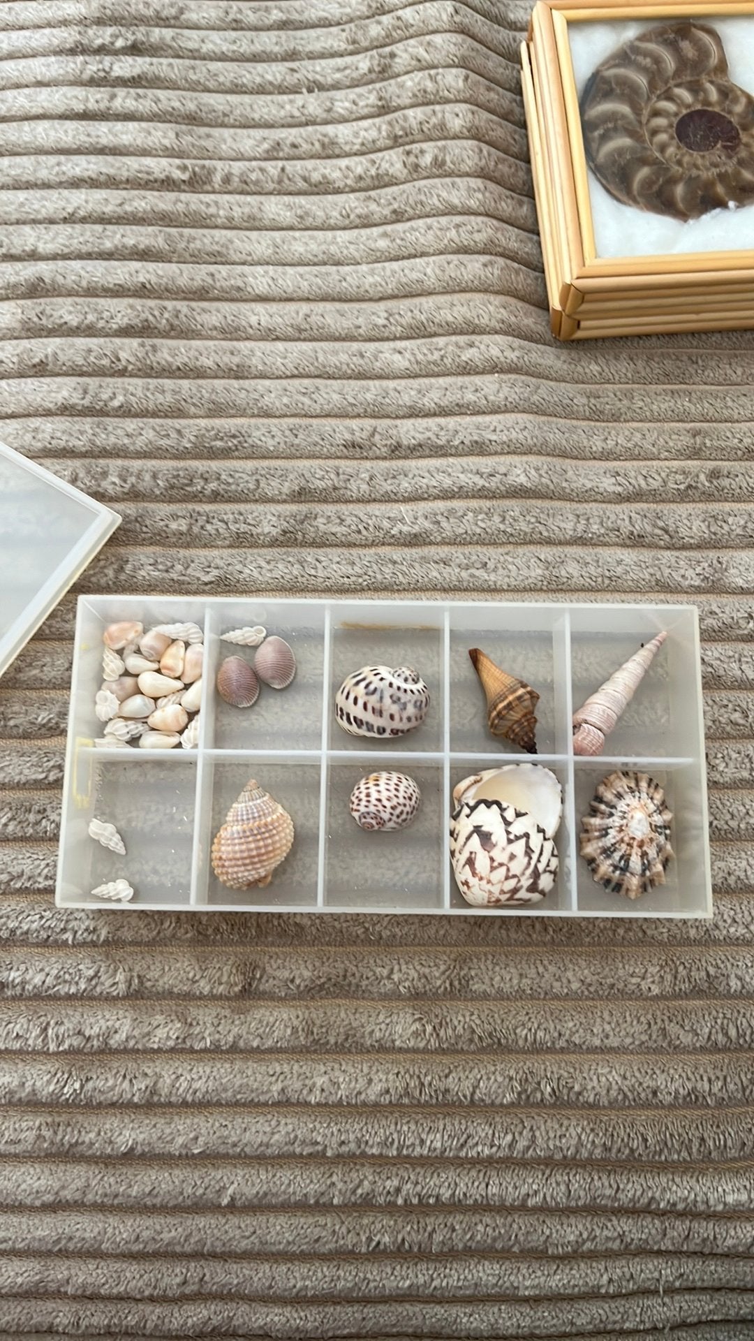 Verzameling kleine schelpen, Enlèvement, Coquillage(s)