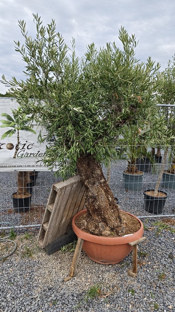 Oude olijfboom, Tuin en Terras, Ophalen, Olijfboom