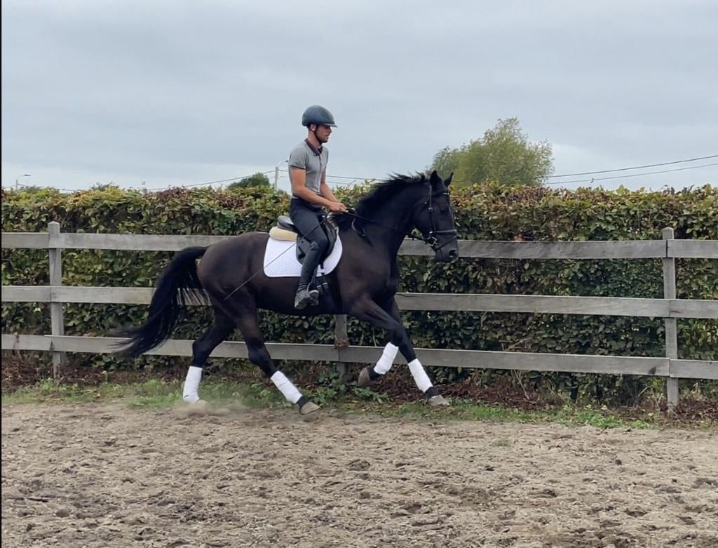 Prachtige 4j Total hope x Sandro hit, Dieren en Toebehoren, Paarden, Met stamboom, Ruin, Dressuurpaard, Zadelmak