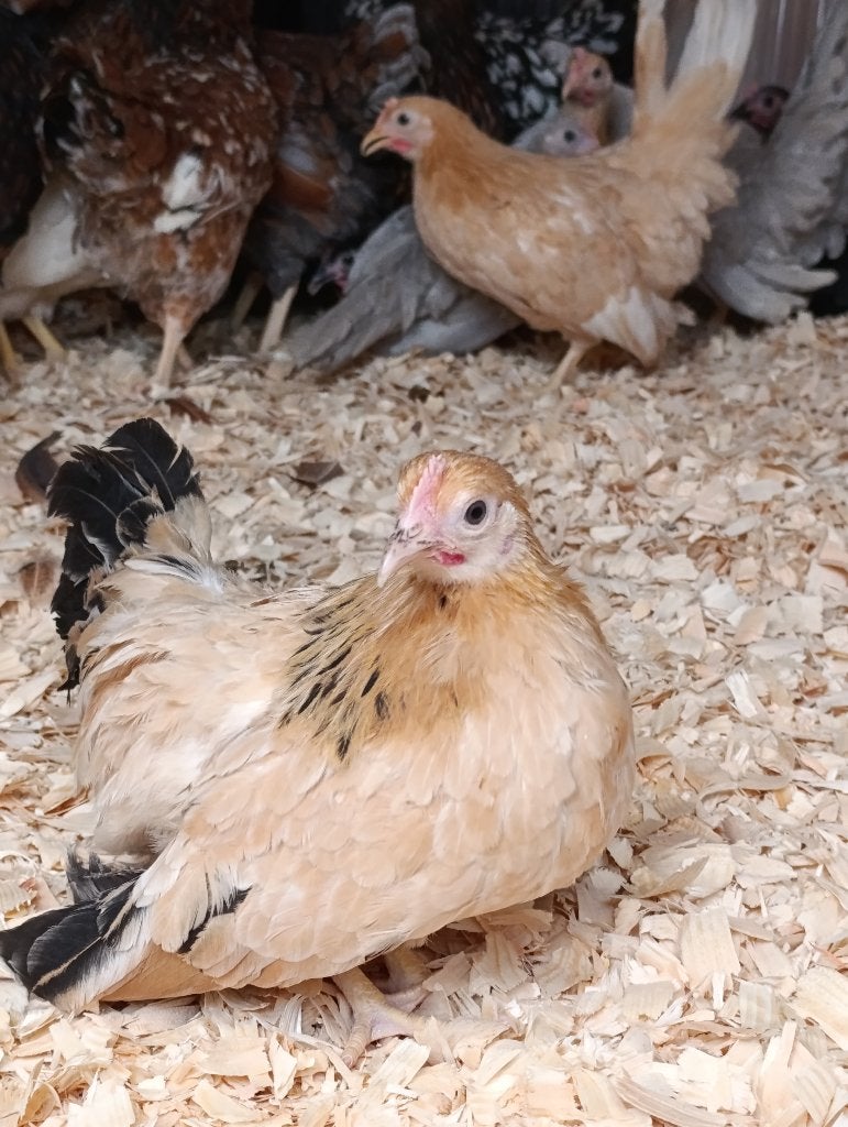laatste jonge chabo hennen legklaar 0499/082381, Vrouwelijk, Kip