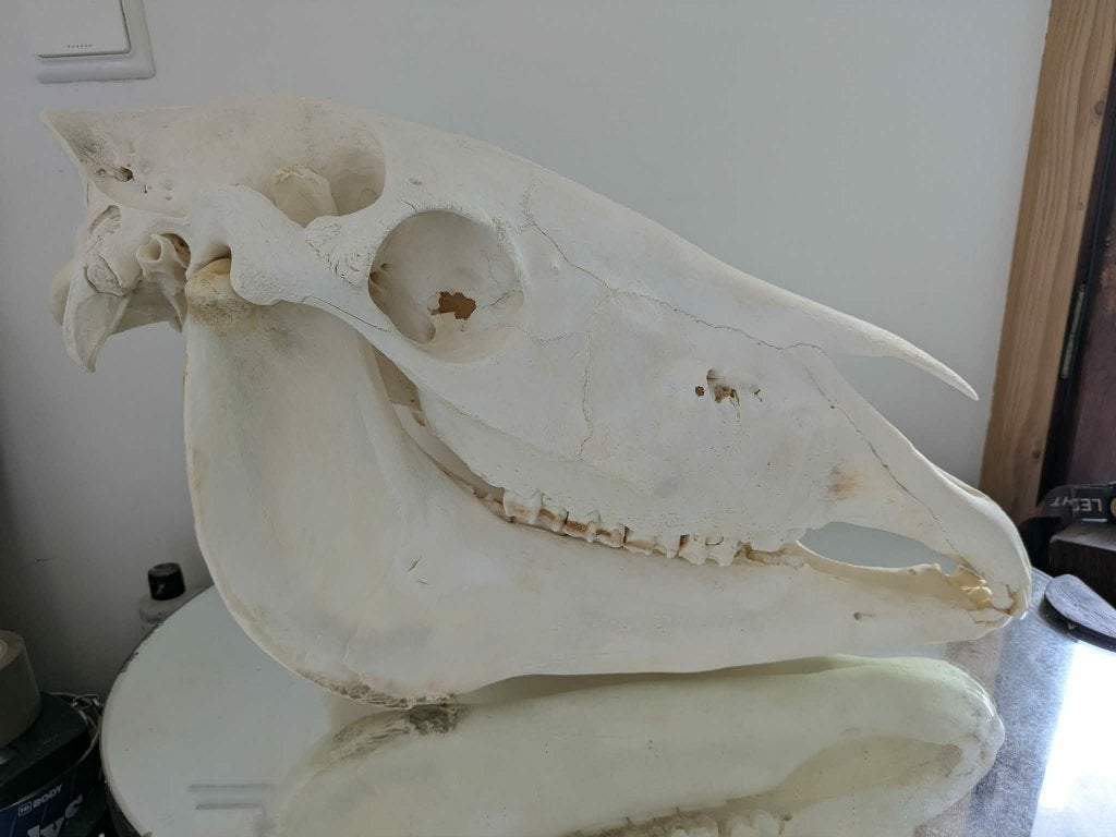 Paardenschedel volwassen paard 57cm botten anatomie, Collections, Collections Animaux, Enlèvement ou Envoi, Utilisé, Cheval, Crâne