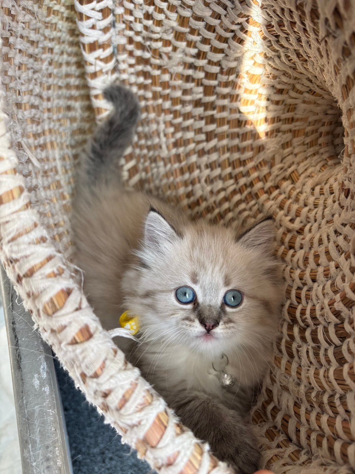 Ragdoll kitten meisje, Dieren en Toebehoren, Katten en Kittens | Raskatten | Langhaar, Poes, Gechipt, 0 tot 2 jaar