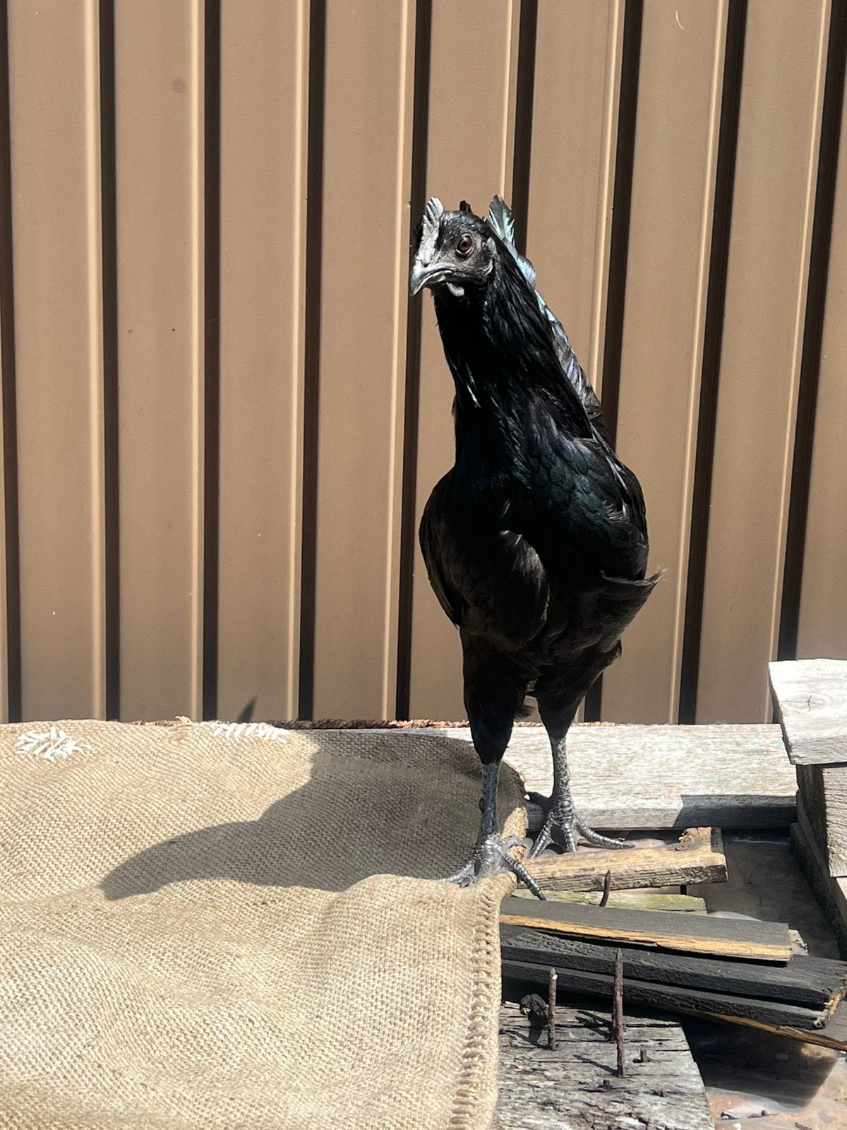 Ayam Çemani, Mâle, Poule ou poulet