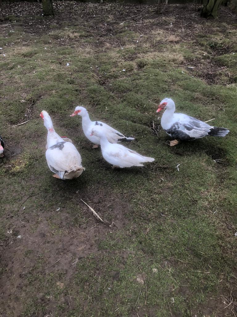 barberies, Dieren en Toebehoren, Maart, Meerdere dieren