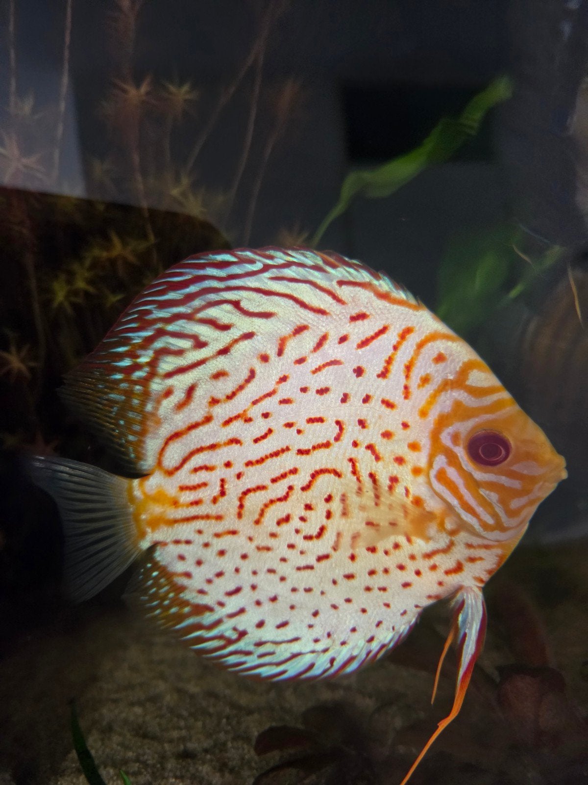 Golden tijger Albino discus 16cm, Dieren en Toebehoren, Vis