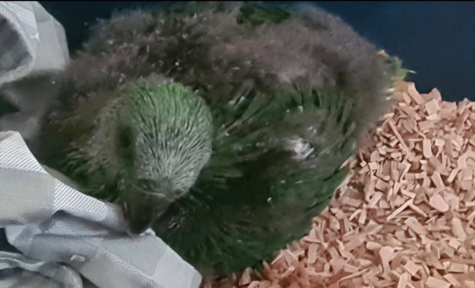 tamme edelman, Dieren en Toebehoren, Vogels | Parkieten en Papegaaien, Mannelijk, Papegaai, Pratend