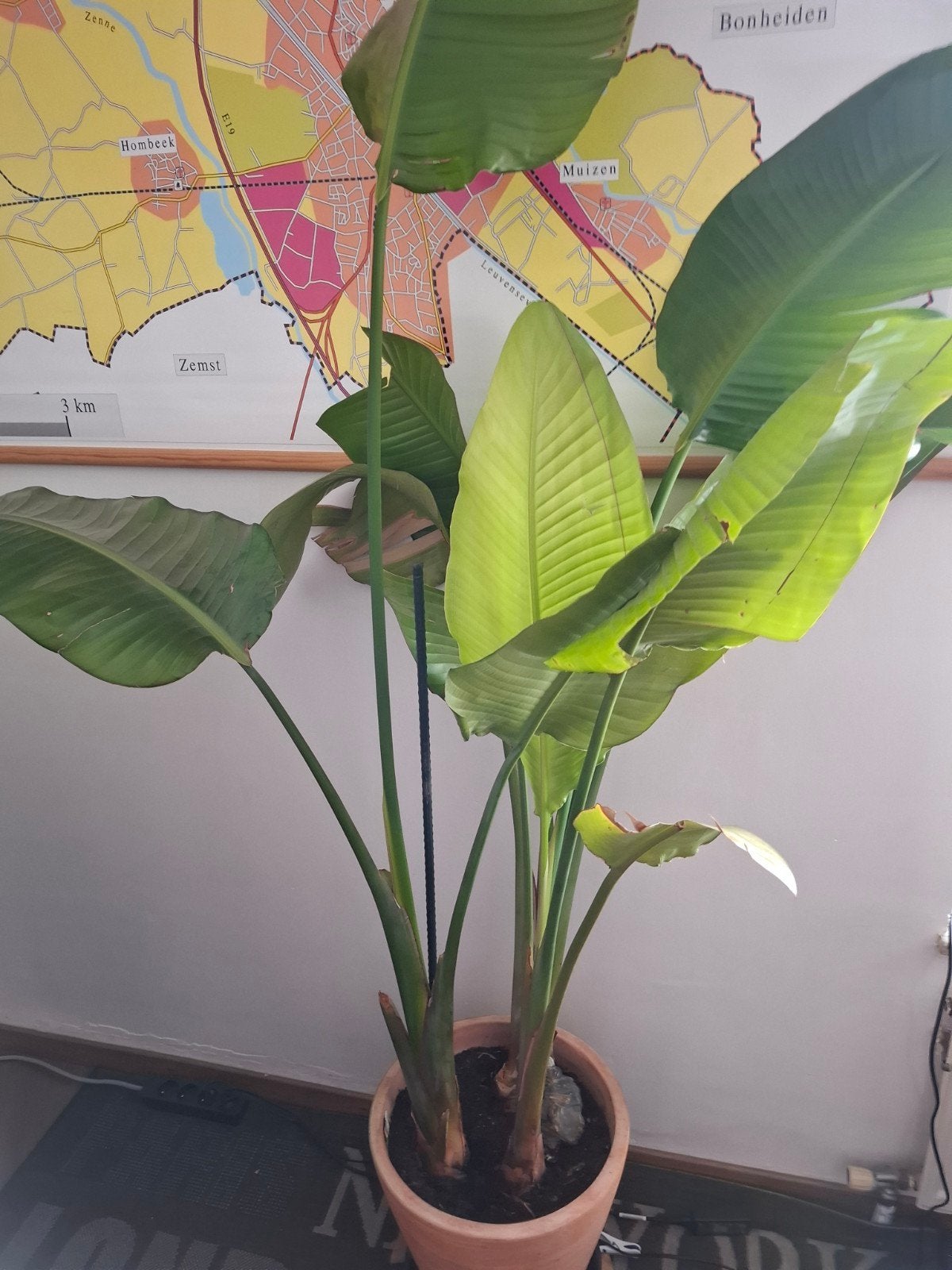 Binnenplant met pot, Enlèvement
