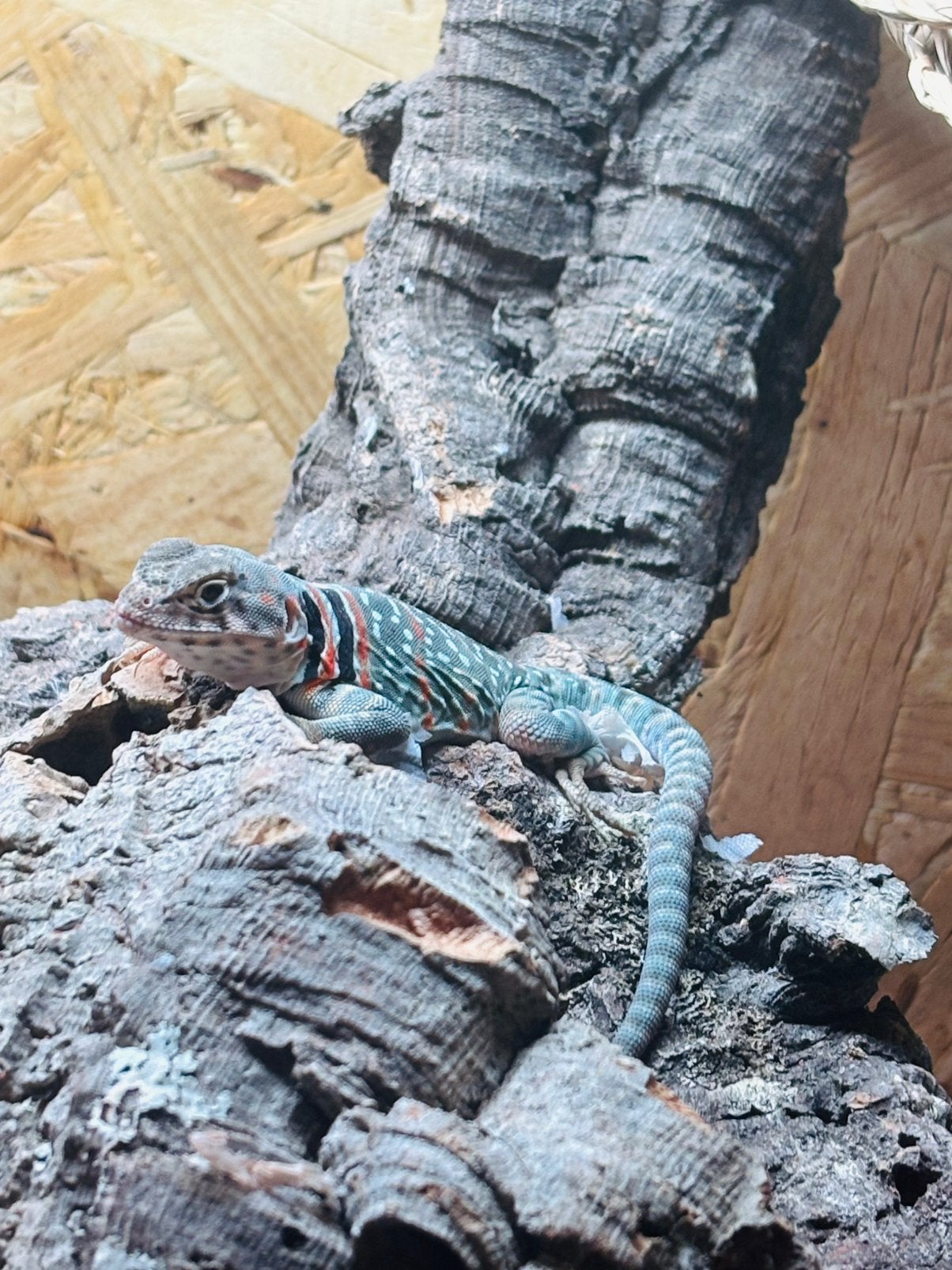 Halsbandleguaan (Crotaphytus collaris) wichita mountains, Animaux & Accessoires, Reptiles & Amphibiens, Lézard, Domestique, 0 à 2 ans