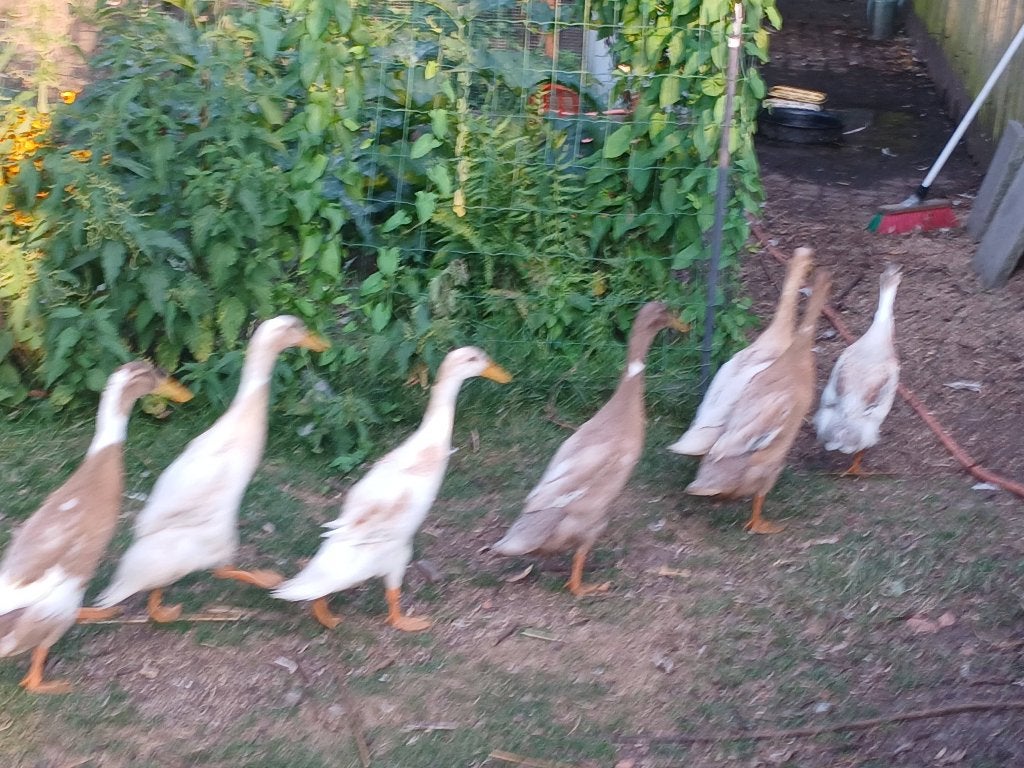 Loopeenden, Dieren en Toebehoren, Mannelijk, Eend