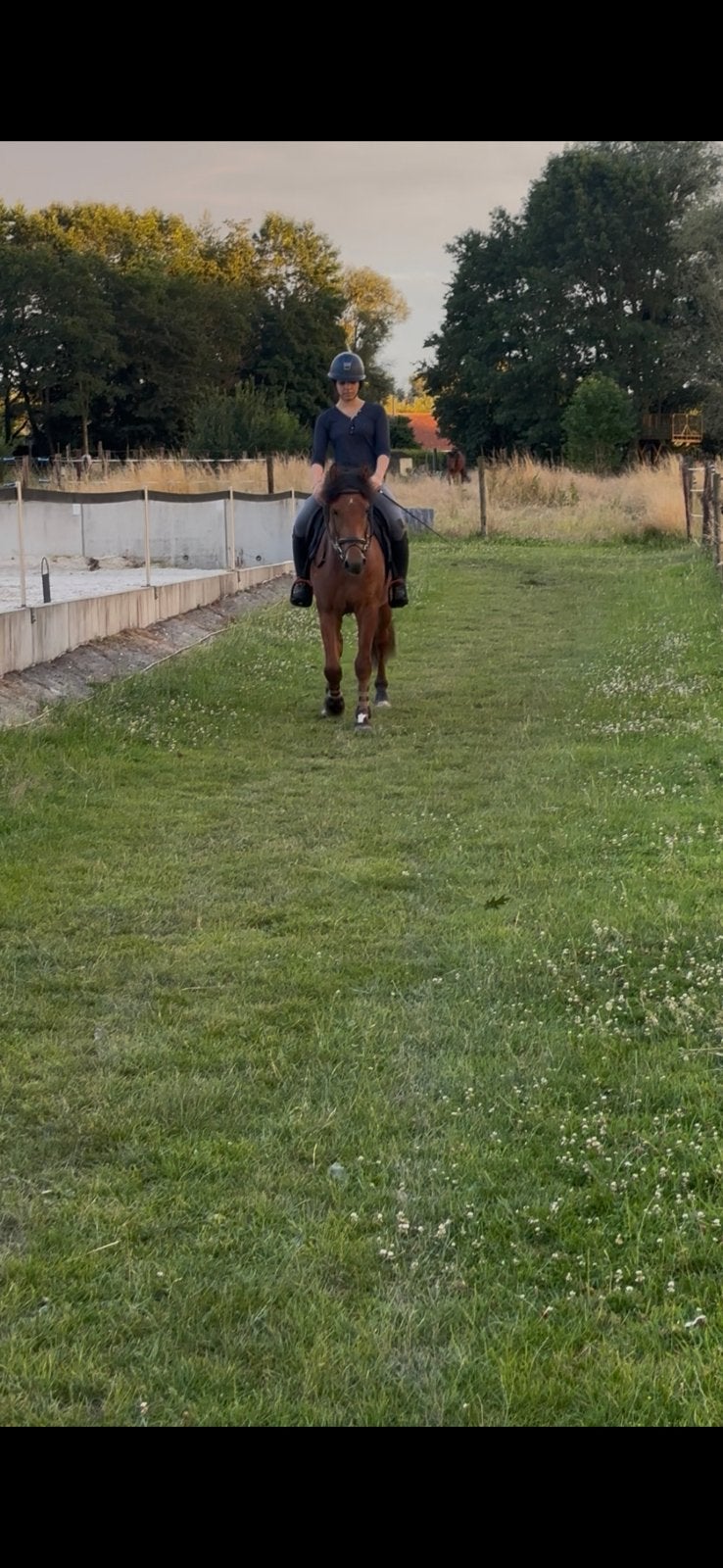 Fantastisch allround paard(freiberger), Dieren en Toebehoren, Paarden, Ruin