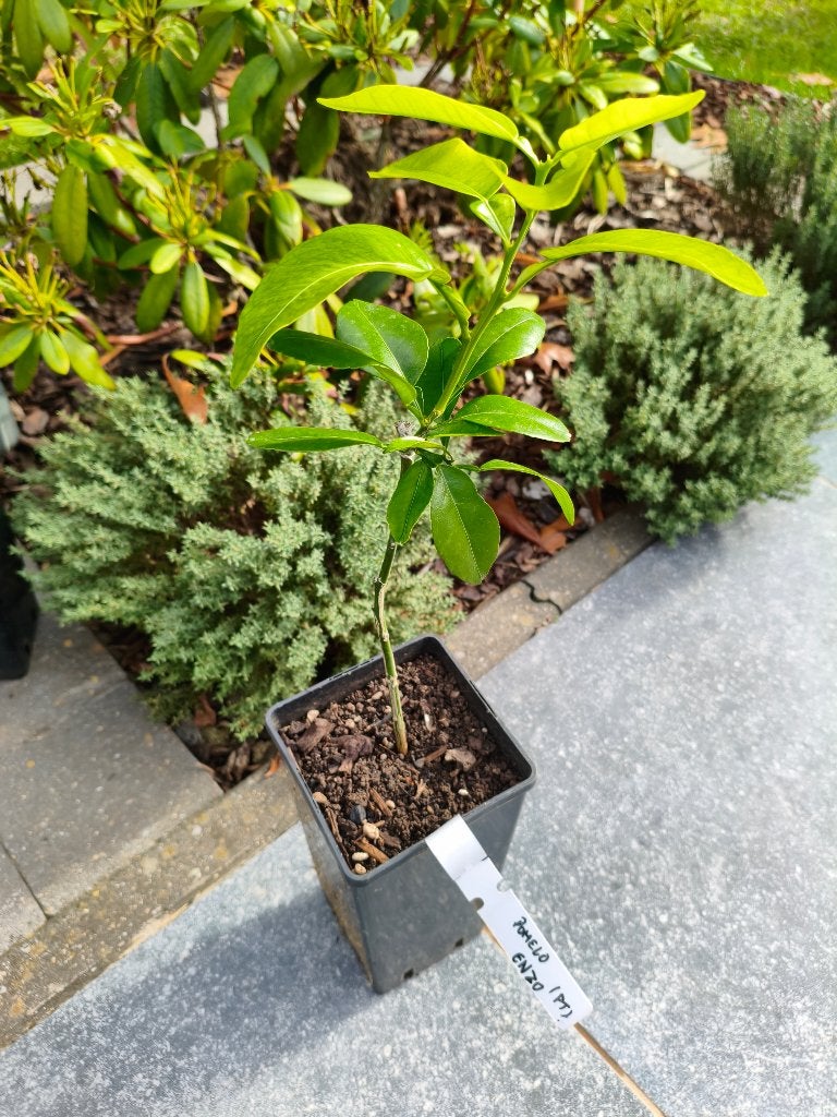 Pomelo enzo sur poncirus, Enlèvement