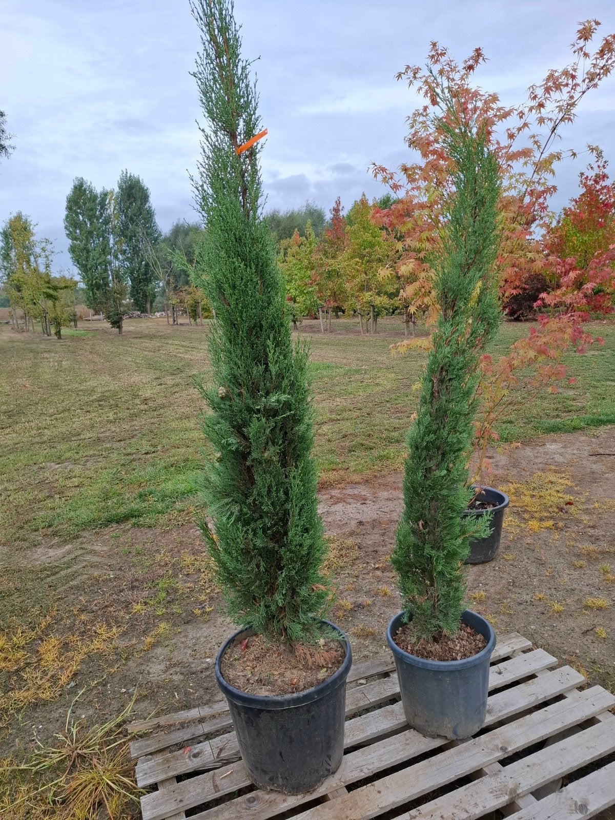 cypress, Ophalen