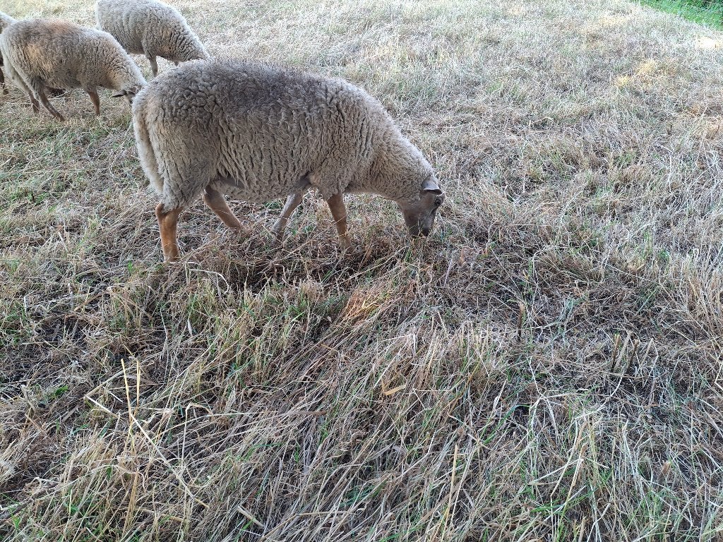 Ramlammeren, Mannelijk, Schaap, 0 tot 2 jaar